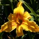 Hemerocallis 'Nashville'