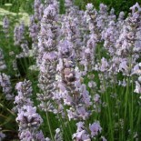 Lavandula angustifolia 'Miss Katherine'