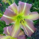 Hemerocallis 'New Age'