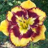 Hemerocallis 'New Paradigm'