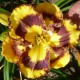 Hemerocallis 'New Paradigm'