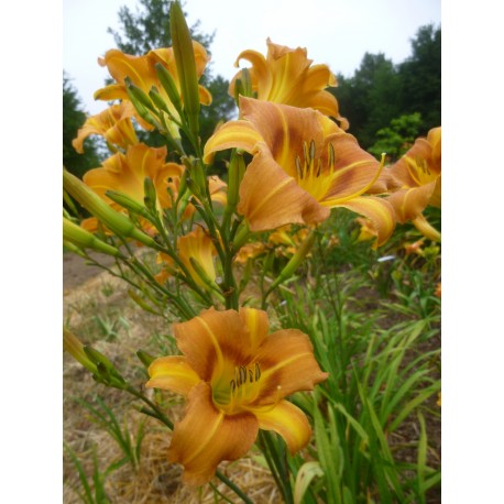 Hemerocallis 'Nicoletta'