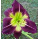 Hemerocallis 'Night Beacon'