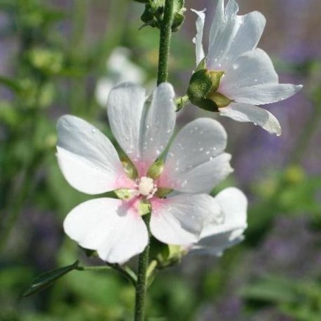 Lavatera 'Frederique'