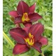 Hemerocallis 'Pardon Me'