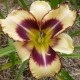 Hemerocallis 'Party Pinwheel'