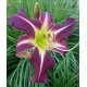 Hemerocallis 'Peacock Maiden'