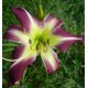 Hemerocallis 'Peacock Maiden'