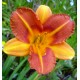 Hemerocallis 'Petit Mandarin'