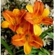 Hemerocallis 'Petit Mandarin'