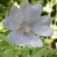 Lavatera 'White Angel'