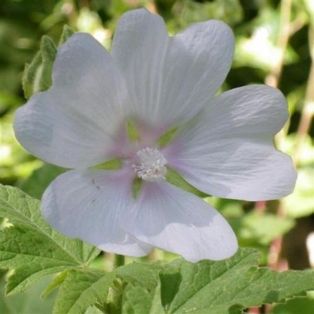 Lavatera 'White Angel'