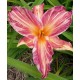 Hemerocallis 'Pink Stripes'