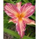 Hemerocallis 'Pink Stripes'