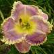 Hemerocallis Precious Candy'