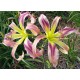 Hemerocallis 'Primeval Force'