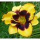 Hemerocallis 'Pumpkin Bandit'