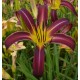 Hemerocallis 'Purple Starfish'