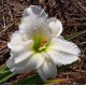 Hemerocallis 'Gentle Shepherd'