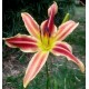 Hemerocallis 'Candy Cane Dreams'