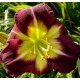 Hemerocallis 'Night Beacon'