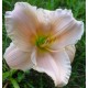 Hemerocallis 'Barbara Mitchell'