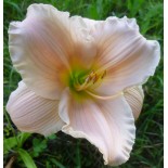 Hemerocallis 'Barbara Mitchell'