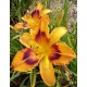 Hemerocallis 'Radiant Greetings'