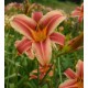 Hemerocallis 'Ribbonette'