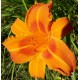 Hemerocallis 'Rocket City'