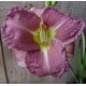 Hemerocallis 'Romantic Rose'