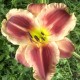 Hemerocallis 'Roses in Snow'