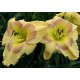 Hemerocallis 'Russian Easter'