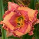 Hemerocallis 'Russian Temple'