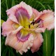 Hemerocallis 'Screen Pattern'