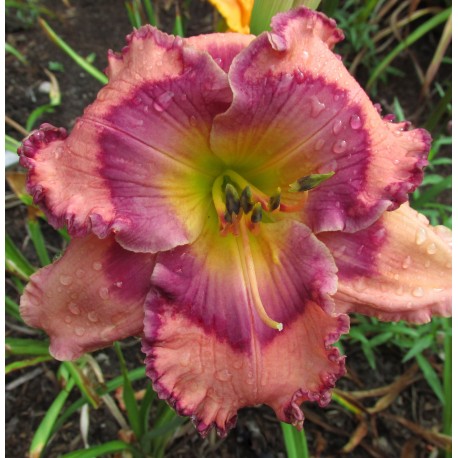 Hemerocallis 'Sherry Candy'