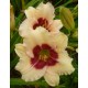 Hemerocallis 'Siloam Shocker'