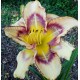 Hemerocallis 'Sisik'