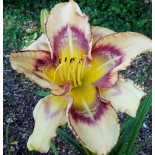 Hemerocallis 'Sisik'