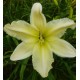 Hemerocallis 'Soft Cashmere'