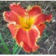 Hemerocallis 'Spacecoast Frances Busby'