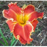 Hemerocallis 'Spacecoast Frances Busby'