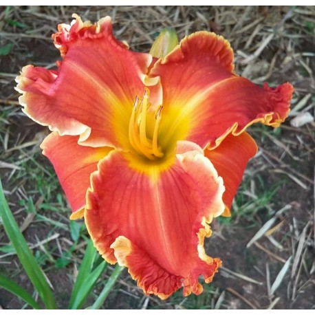 Hemerocallis 'Spacecoast Frances Busby'