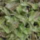 Leptinella dioica