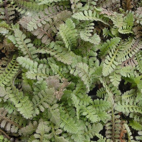 Leptinella dioica