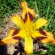 Hemerocallis 'Spacecoast Tigertail Tango'