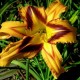 Hemerocallis 'Spacecoast Tigertail Tango'