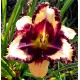 Hemerocallis 'Special Candy'