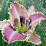 Hemerocallis 'Spinefeld'