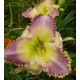 Hemerocallis 'Spiritual Corridor'